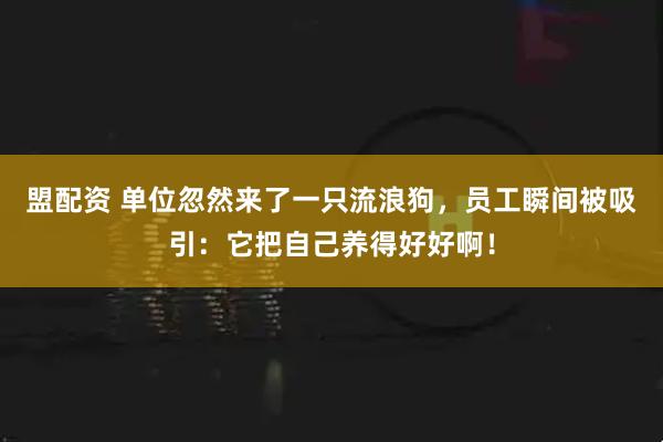 盟配资 单位忽然来了一只流浪狗，员工瞬间被吸引：它把自己养得好好啊！