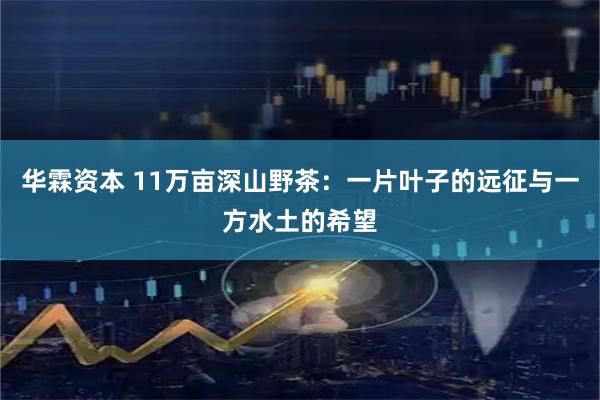 华霖资本 11万亩深山野茶：一片叶子的远征与一方水土的希望